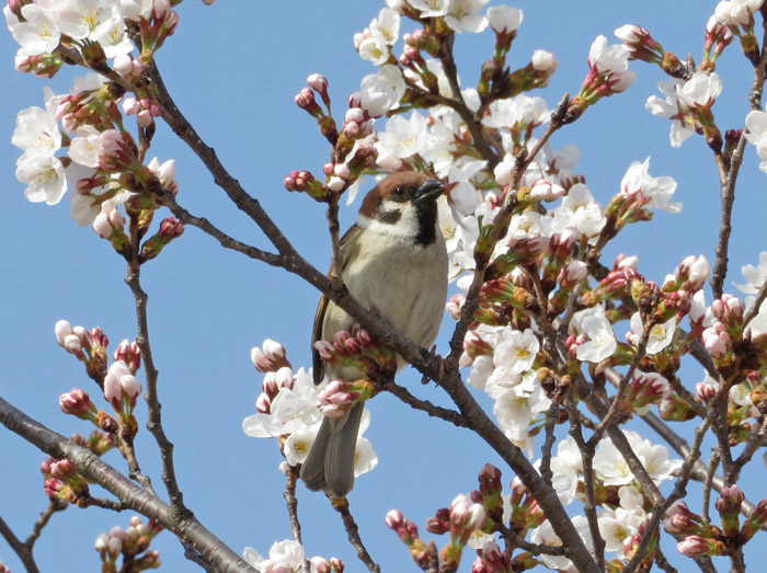 photo・桜の花を啄むスズメ