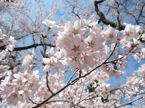 photo・高遠城址公園の桜