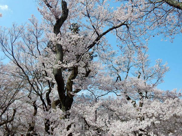 photo・高遠城址公園の桜