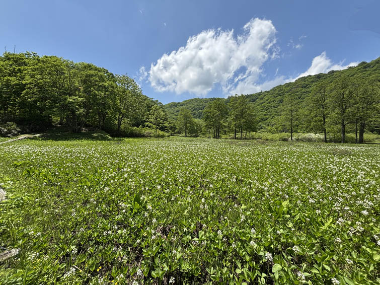 ミツガシワ咲く沼の原湿原