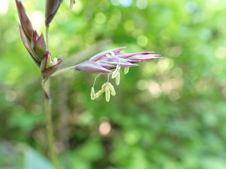 笹の花
