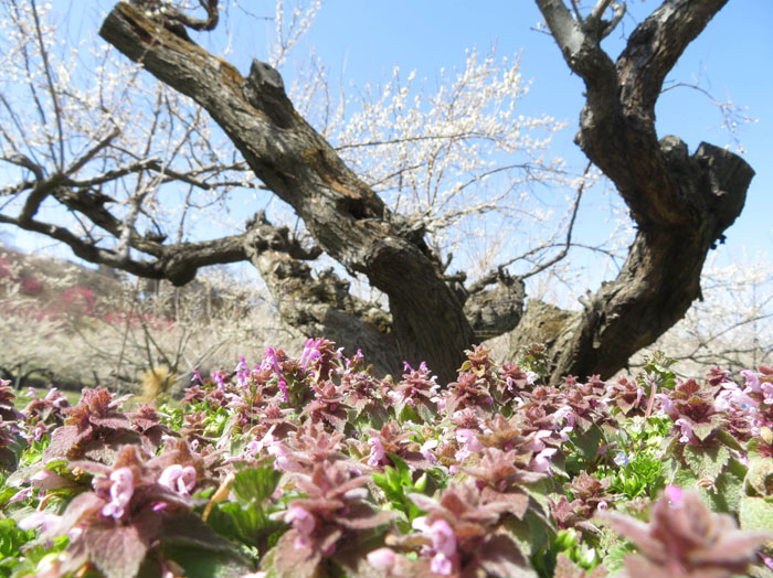 photo・梅の花・老木とヒメオドリコソウ