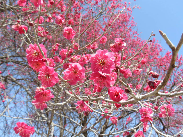 photo・梅の花・鮮やかなピンク