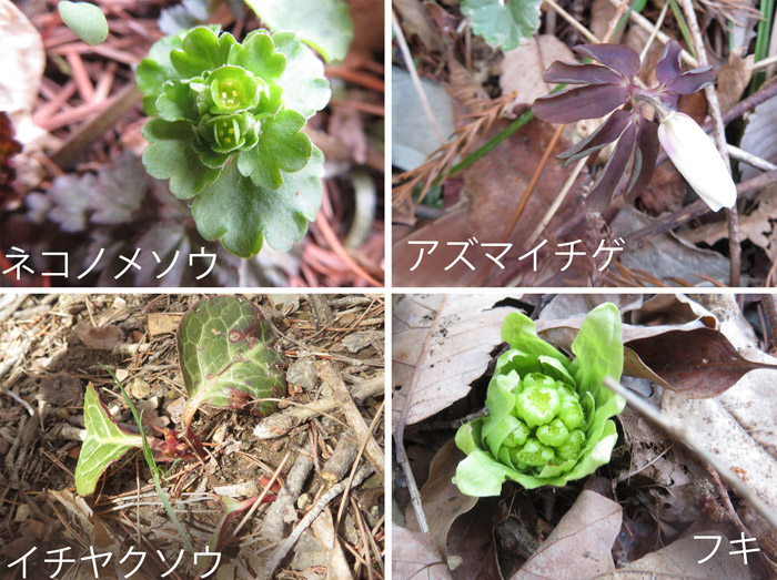photo 春の花,イチヤクソウは鷲尾山,ネコノメソウ,アズマイチゲ,フキ）