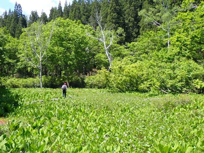 photo6どこまでも水芭蕉