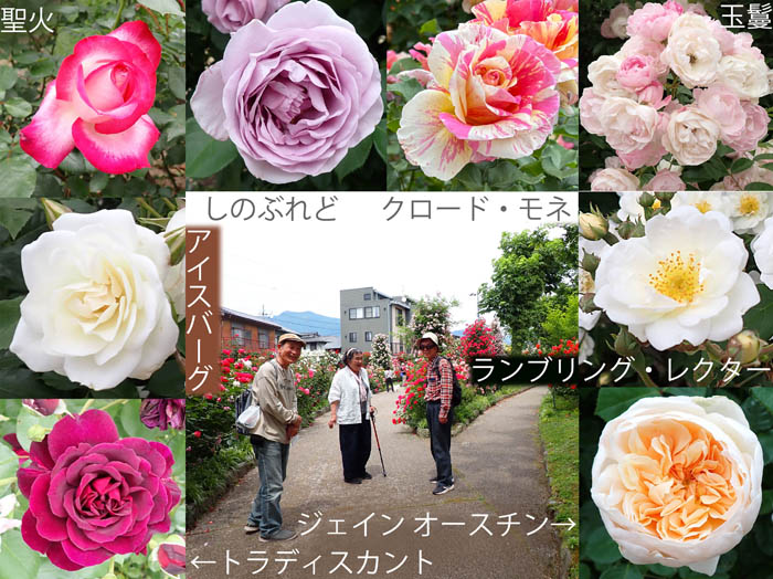 photo：さまざまなバラたちに囲まれて