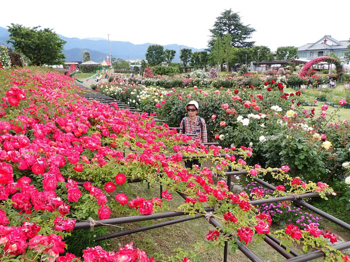 photo：華やかに咲く