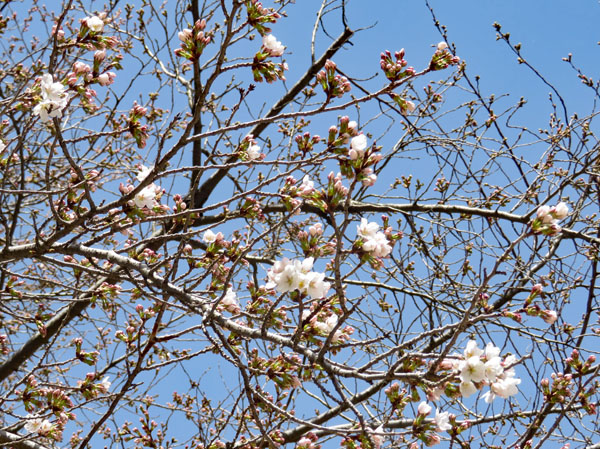 photo・妻女山の桜