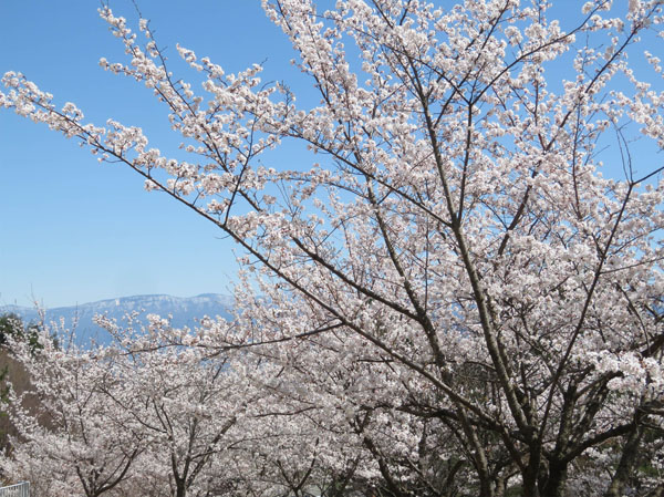 photo・地附山公園の桜