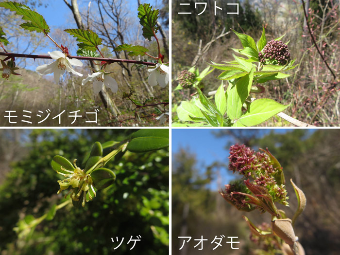 photo 木の花と蕾,ツゲ,アイダモ,ニワトコ,モミジイチゴ・大峰山、葛山