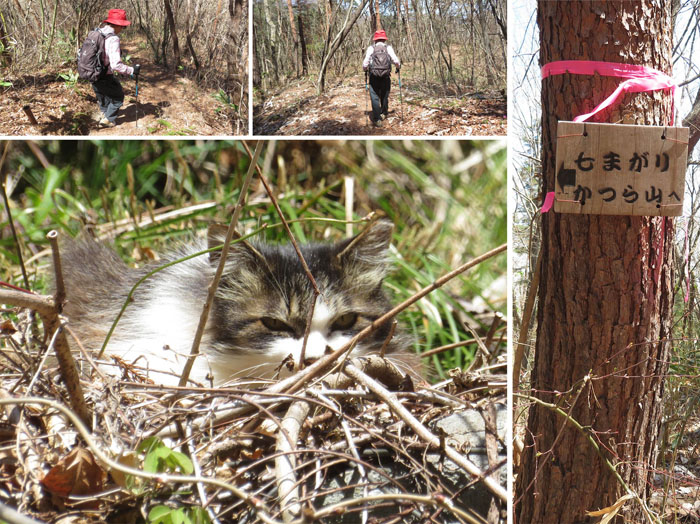 photo 葛山への道で出会ったネコさんと登山道