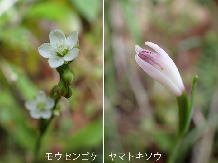 photoE217系,209系,185系