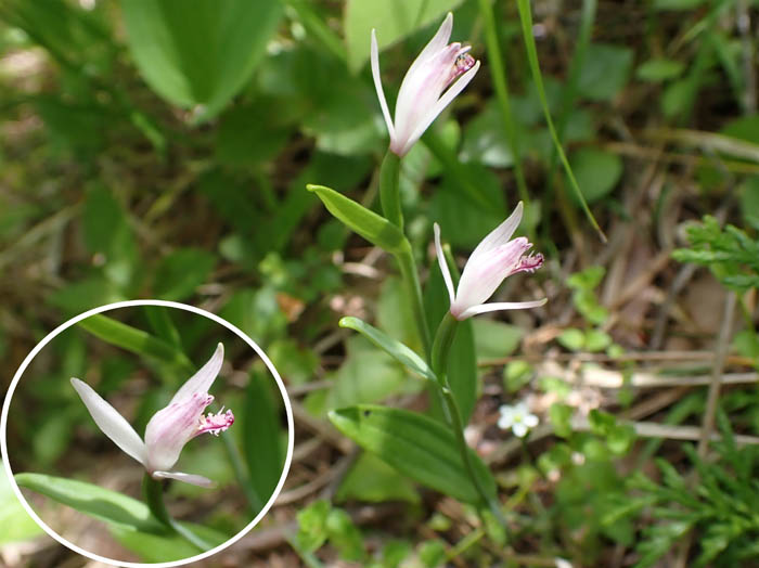 photoトキソウだろうか 