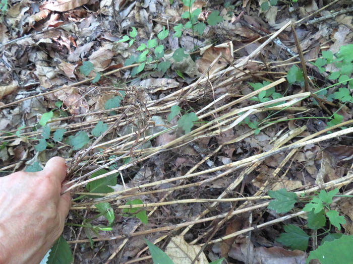 photo11バイモは枯れちゃった 