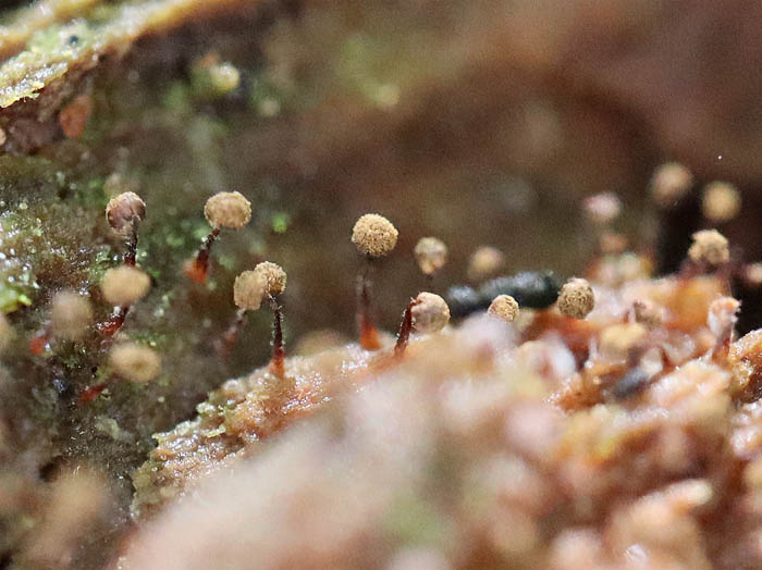 photo6粘菌ニセニュートンモジホコリ 