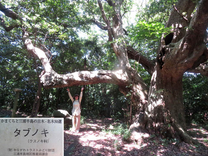 photo10大タブノキに会えた