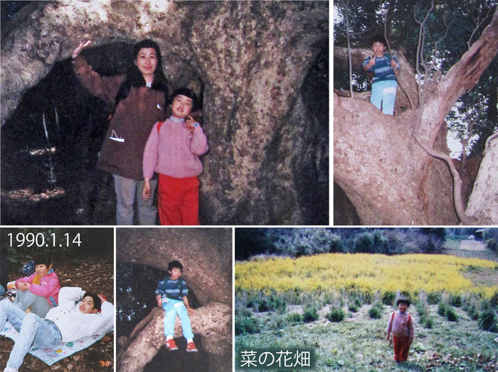 photo11子安の里の大タブノキ