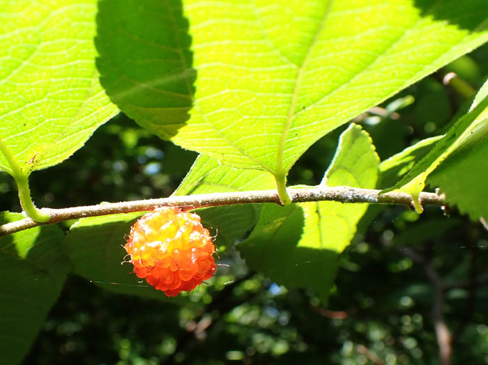 photo3コウゾ実