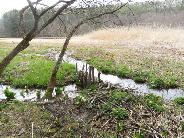 photo 湿原の水量を保つ堰だろうか・大谷地湿原