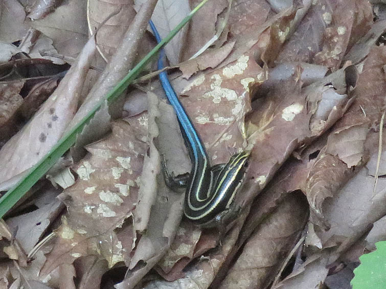 ヒガシニホントカゲ