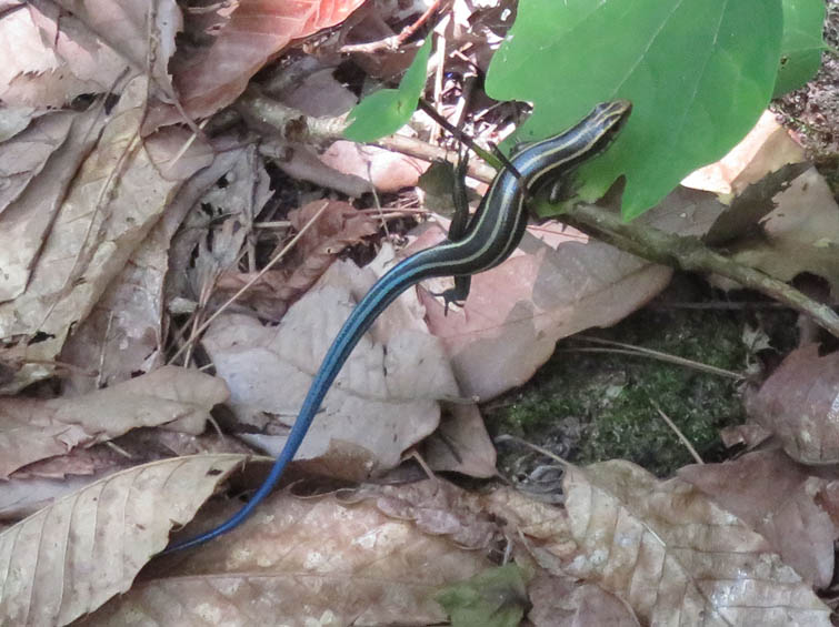 ヒガシニホントカゲ