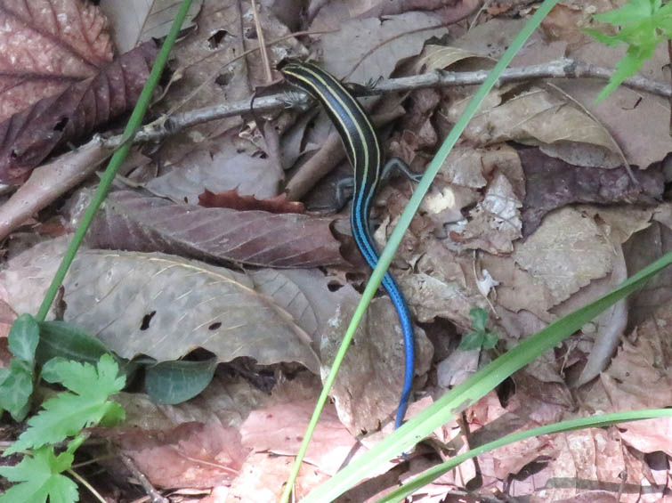 ヒガシニホントカゲ