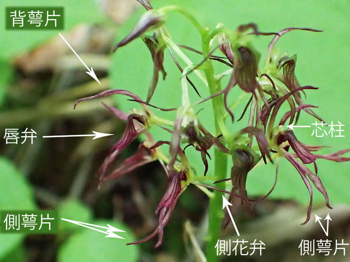 photo14萎れてきたジガバチソウの花
