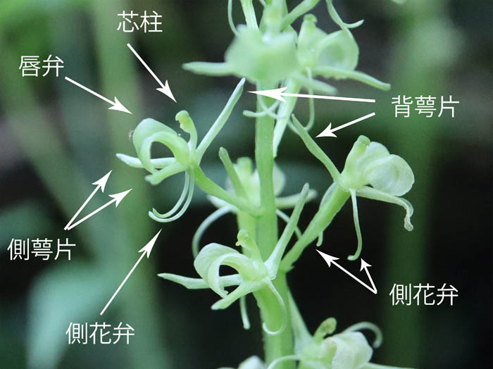 photo15クモキリソウの花