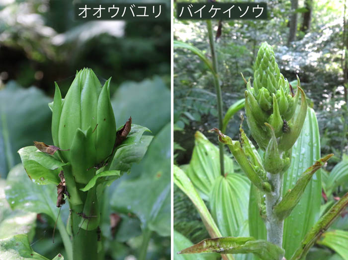 photo4大きな蕾,オオウバユリ,バイケイソウ