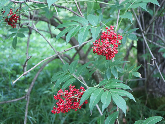 photo6ニワトコ実