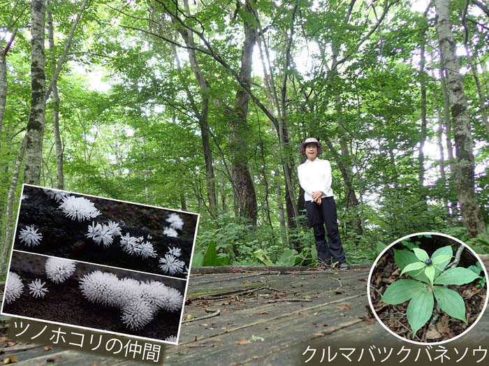 photo15木道に粘菌が
