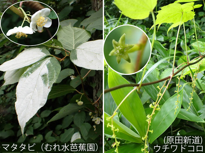 photo16ツルの花,マタタビ,ウチワドコロ