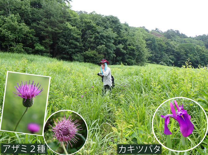 photo2カキツバタ,アザミ