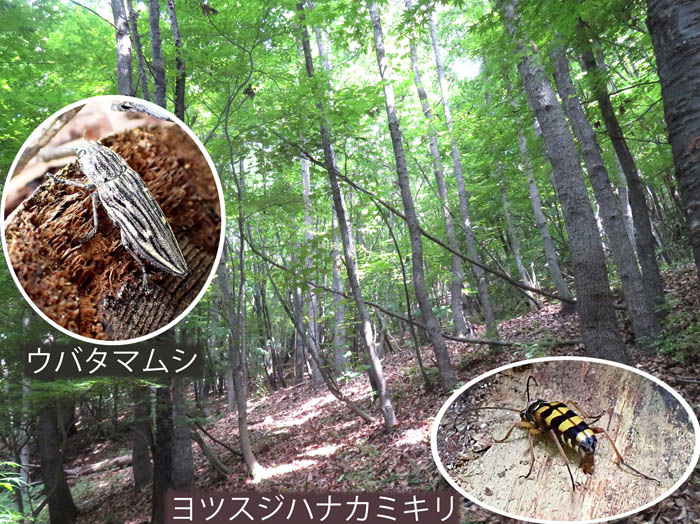 photo1森の中を自由に歩く,ウバタマムシ,コツスジハナカマキリ