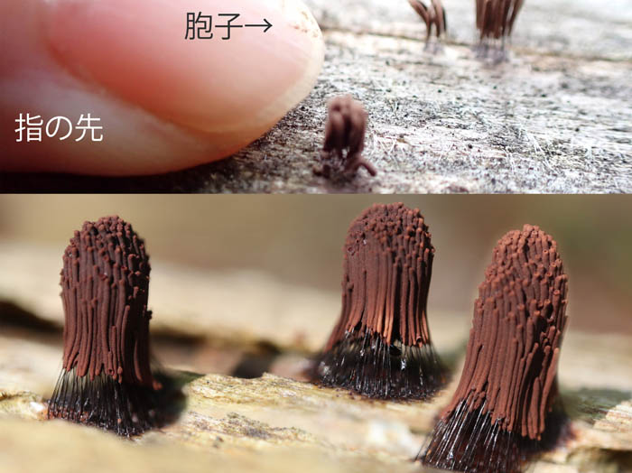 photo16ムラサキホコリ大小