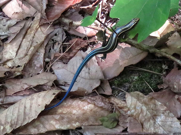 photo4ヒガシニホントカゲ