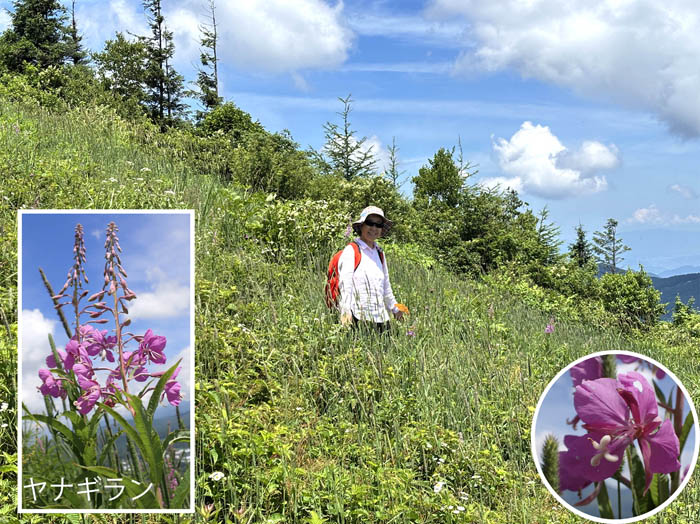 photo10山頂近くのゲレンデはお花畑