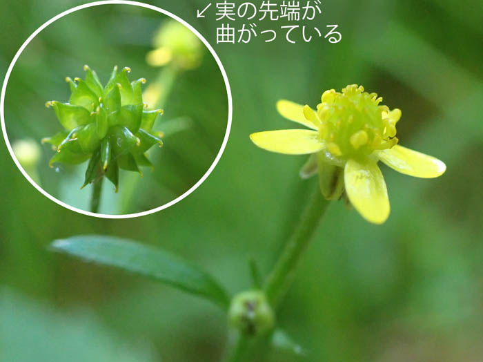 photoキツネノボタン