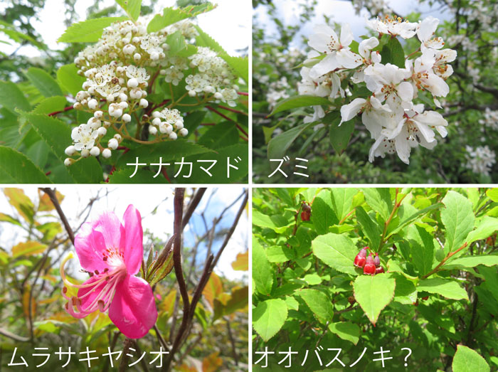 photo・木に咲く花々,ナナカマド,ズミ,ムラサキヤシオ,オオバスノキ？　瑪瑙山