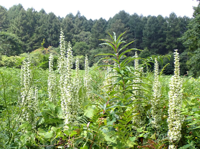 photo5バイケイソウ