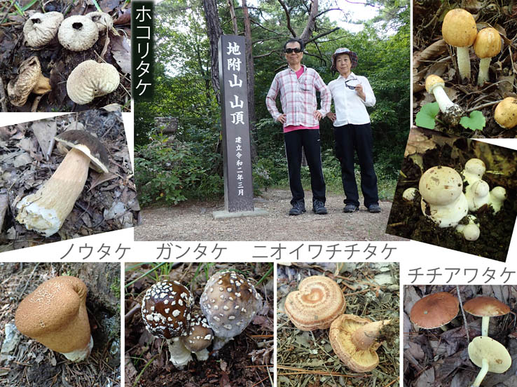 photo13キノコ