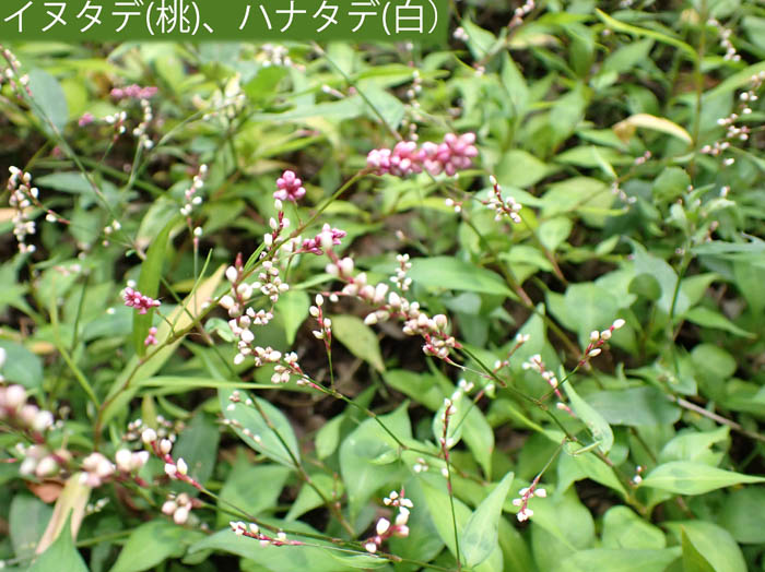 photoイヌタデ,ハナタデ 