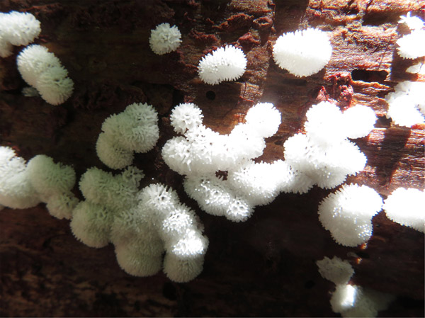 photo：粘菌（タマツノホコリ）・地附山