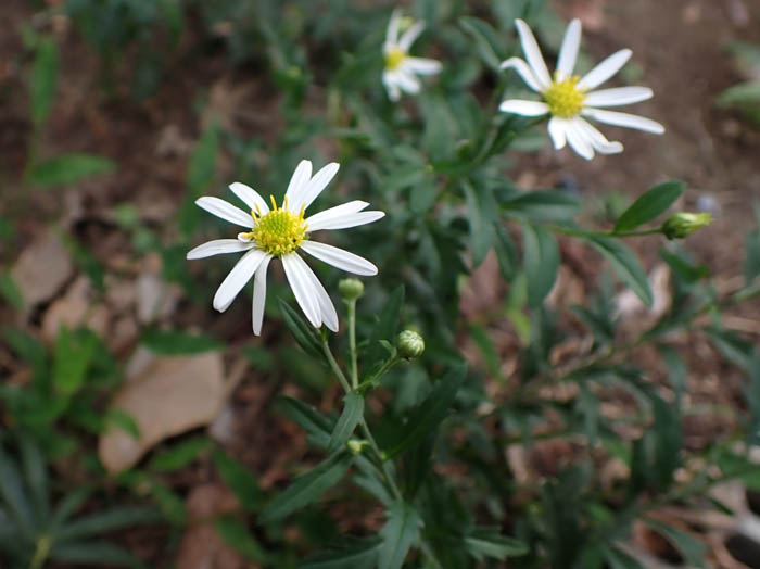 photo1ヨメナ