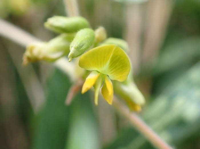 photoトキリマメ花