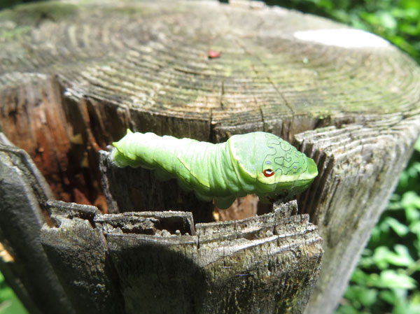photo：ミヤマカラスアゲハ（幼虫）戸隠森林植物園
