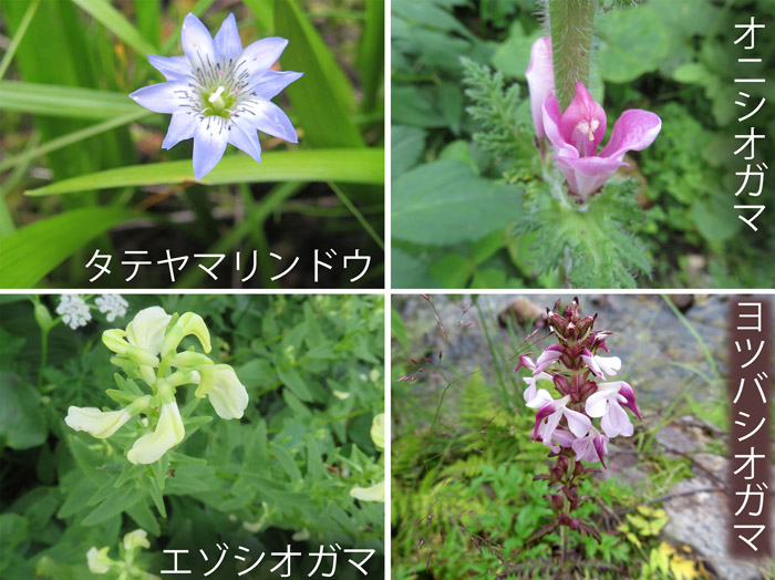 photo：栂池自然園の花１,タテヤマリンドウ,オニシオガマ,エゾシオガマ,ヨツバシオガマ