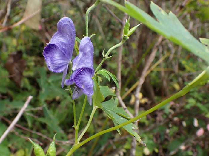 photo10ツクバトリカブトか