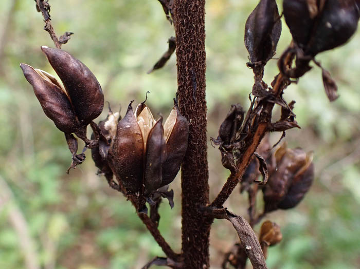 photoサラシナショウマ