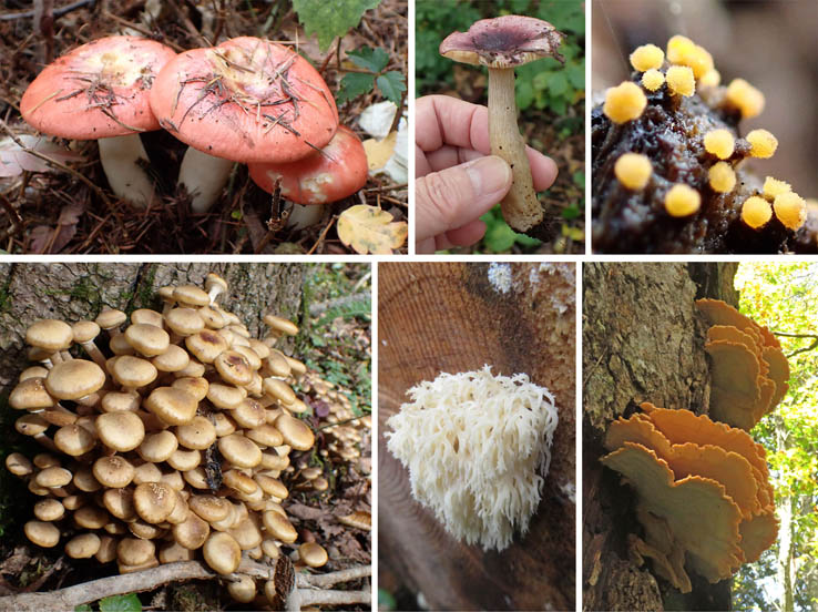 photo15キノコもいっぱい